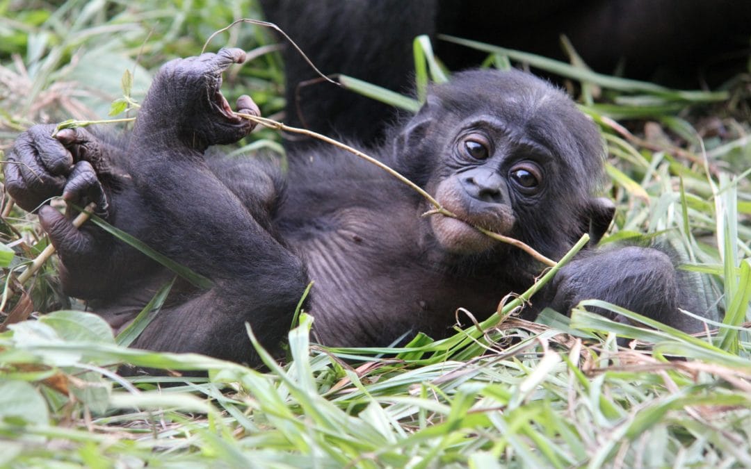 Maximizing the Impact of Your Conservation Efforts