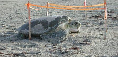 Becoming THE Community Resource for Wildlife: A Perspective From Jackie Ogden