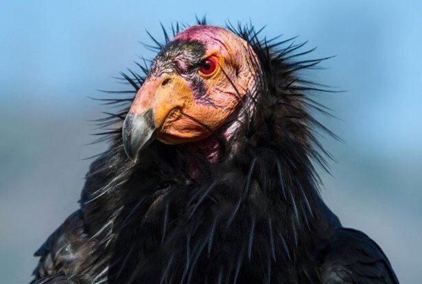 LA Zoo Launches New Conservation Strategic Plan