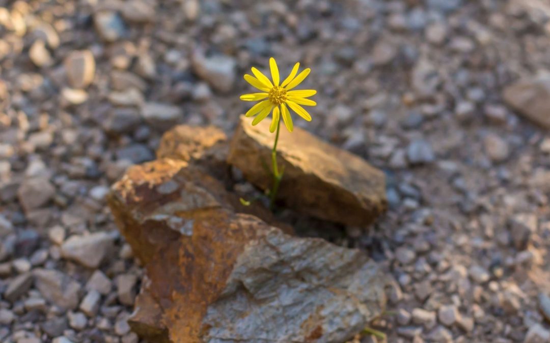 Musings on Optimism and Hope: Part Two