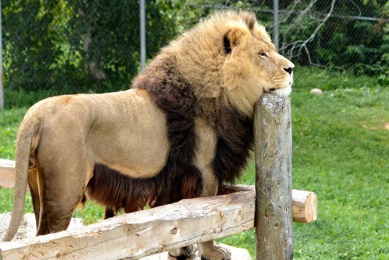 Lion resting head on fence
