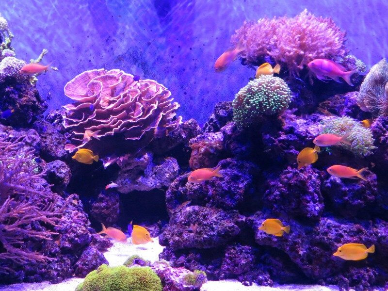 Neon purple-colored coral reef