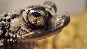 Puerto Rican Crested Toad