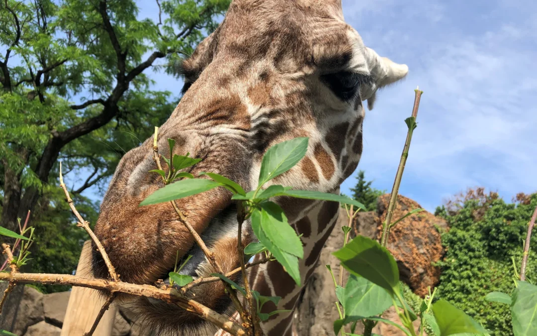 Building the Future at America’s First Zoo