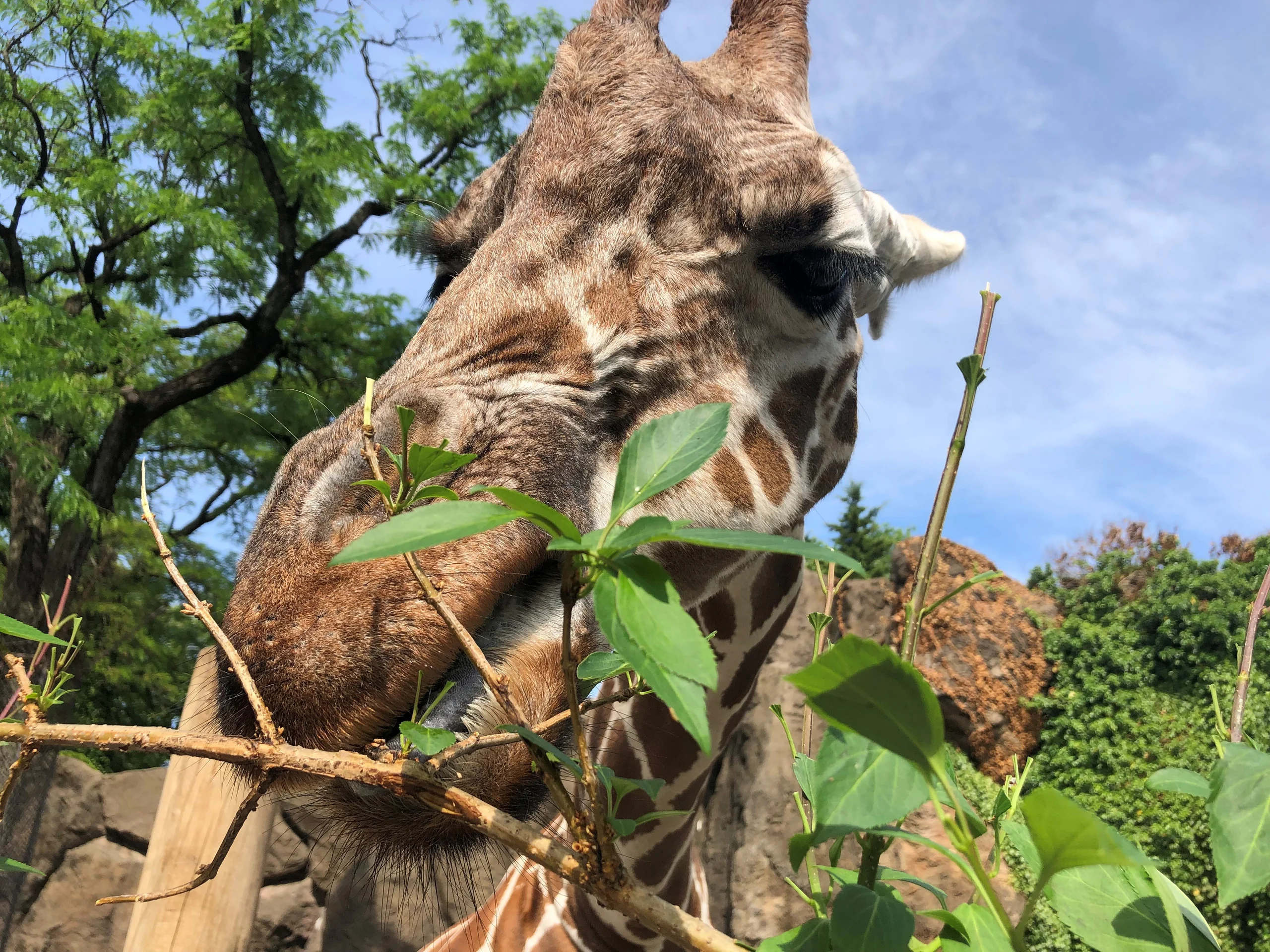 Philadelphia Zoo - giraffe eating grass