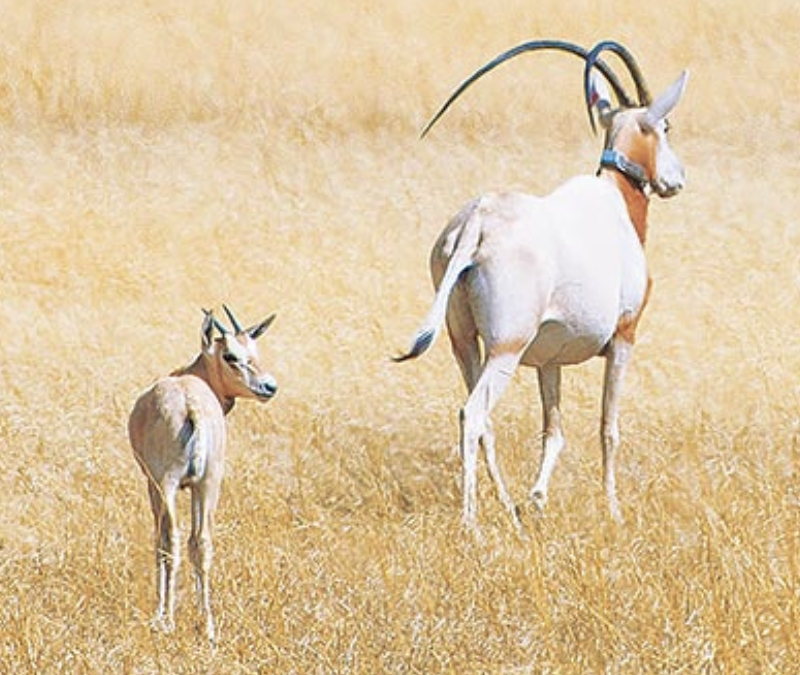Strategic Planning Done the Fossil Rim Way: Unique, Inclusive, and Action-Oriented