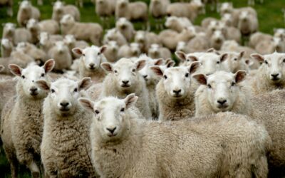 The Benchmarking Trap: Why Cultural Organizations Need to Experiment More