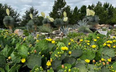 Holiday Light Shows, Capital Planning & Financial Strategy: Insights from the 2026 APGA Finance & Operations Symposium